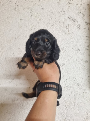 Chiot N°1