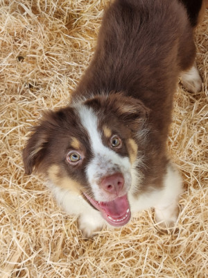 Chiot N°4