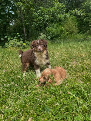 Chiot N°2