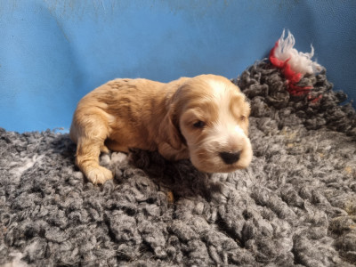 Chiot N°5