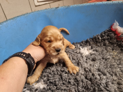 Chiot N°2