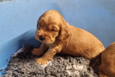 Chiot N°1