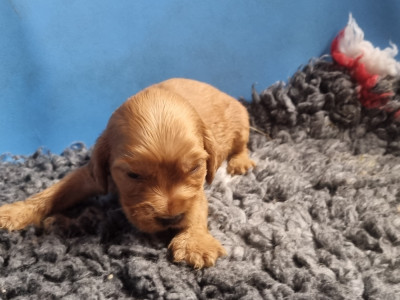 Chiot N°3
