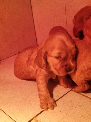 Chiot N°7