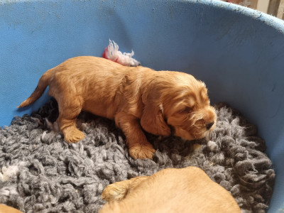 Chiot N°4