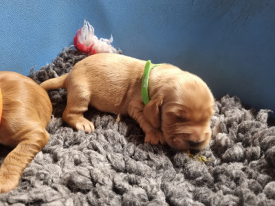 Chiot N°3