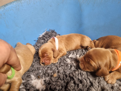 Chiot N°2