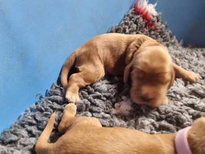 Chiot N°1