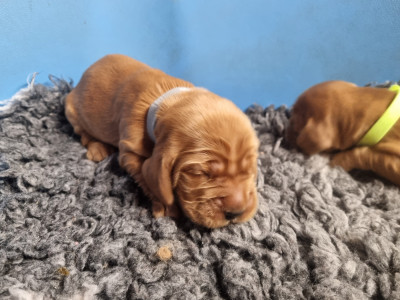 Chiot N°4