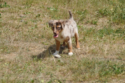 Chiot N°9
