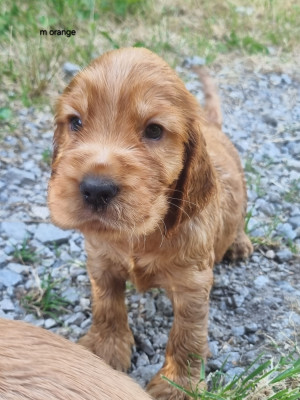 Chiot N°1