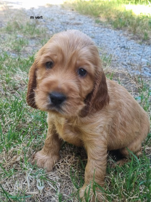 Chiot N°3