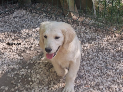 Chiot N°1