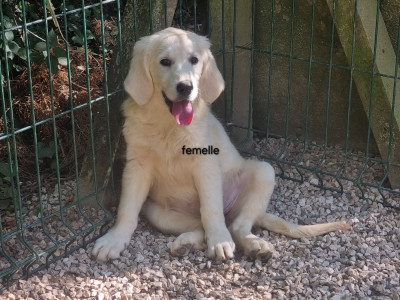 Chiot N°5