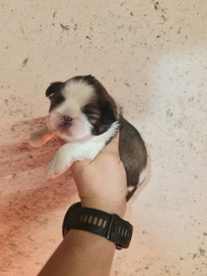 Chiot N°1