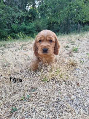 Chiot N°4