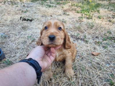 Chiot N°5