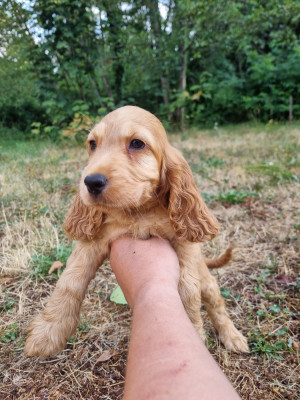Chiot N°5