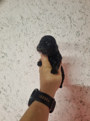 Chiot N°6