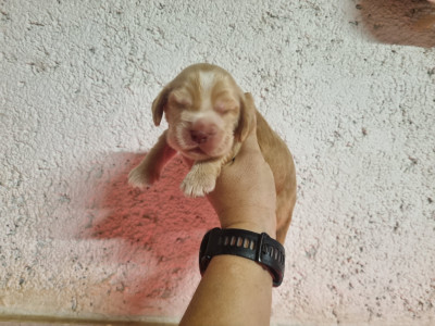 Chiot N°1