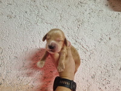 Chiot N°2