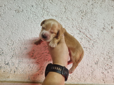Chiot N°3