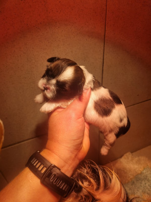 Chiot N°3