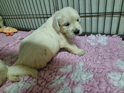 Chiot N°4
