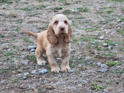 Chiot N°1