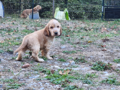 Chiot N°3