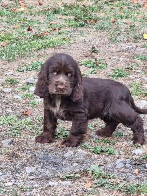 Chiot N°4
