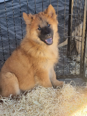 CHIOT 2
