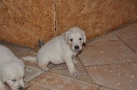 CHIOT
