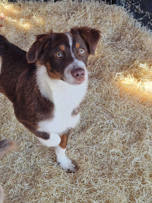 CHIOT 6