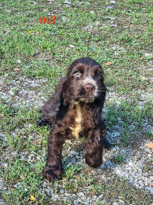 CHIOT 3