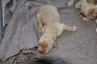 CHIOT 6