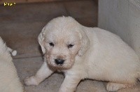 CHIOT 2