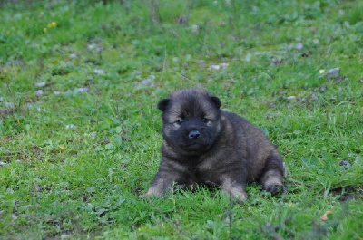 CHIOT 5