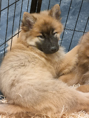 CHIOT
