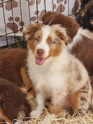 CHIOT 9
