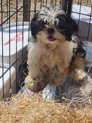 CHIOT 1
