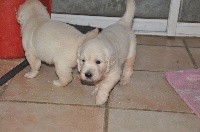CHIOT