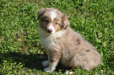 CHIOT 10