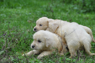 CHIOT 3