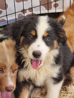 CHIOT 8