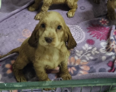 CHIOT 4 fauve