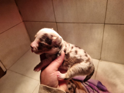 CHIOT 3