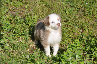 CHIOT 3