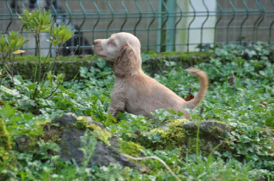 Male fauve 2