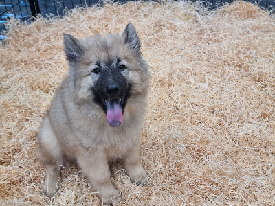 CHIOT 1